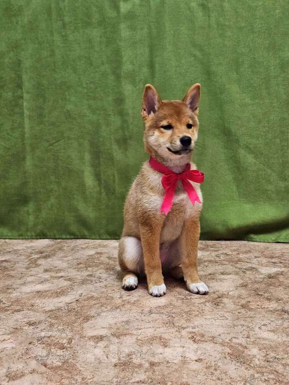 Собаки в Красноярске: Поодам Девочка, 40 000 руб. - фото 3