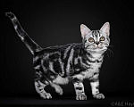 Кошки в Ликино-Дулево: Американская короткошерстная Мальчик, 80 000 руб. - фото 1