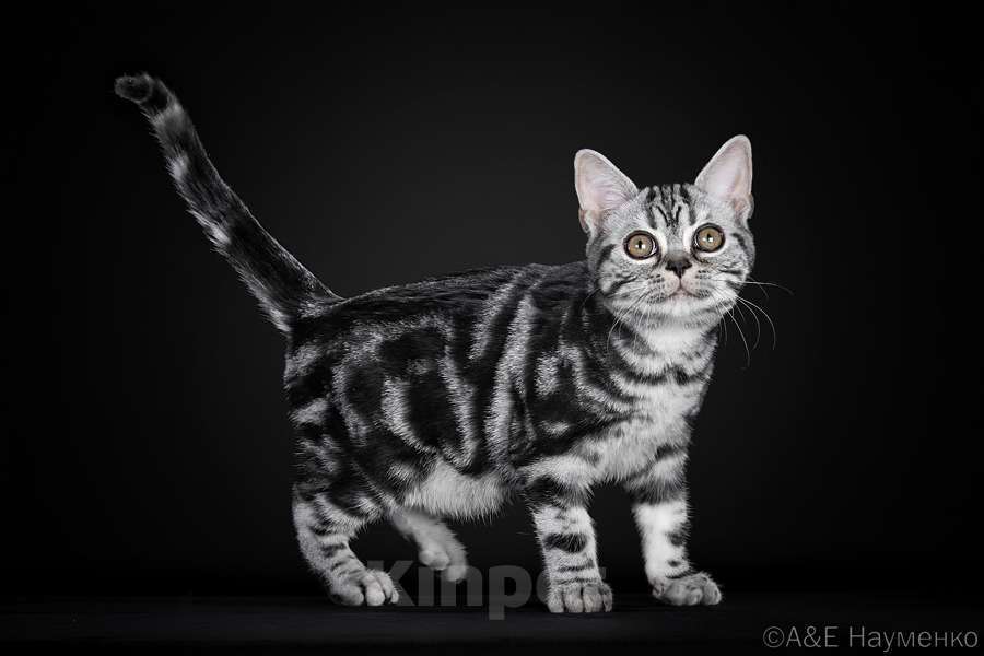 Кошки в Ликино-Дулево: Американская короткошерстная Мальчик, 80 000 руб. - фото 1