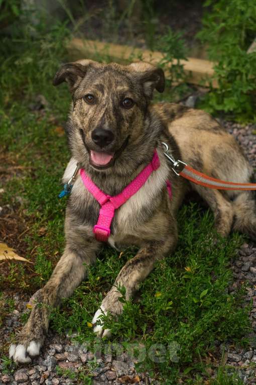 Собаки в Санкт-Петербурге: Нежная тигровая Николь из приюта в добрые руки Девочка, Бесплатно - фото 10