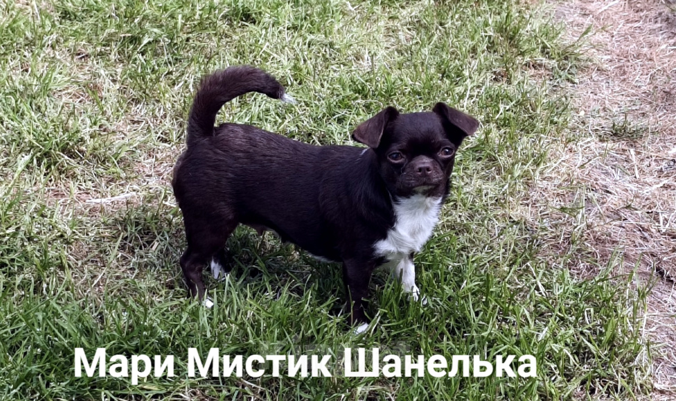 Собаки в Санкт-Петербурге: Нелька окрас шоколад кобби тип чихуахуа Девочка, 35 000 руб. - фото 5