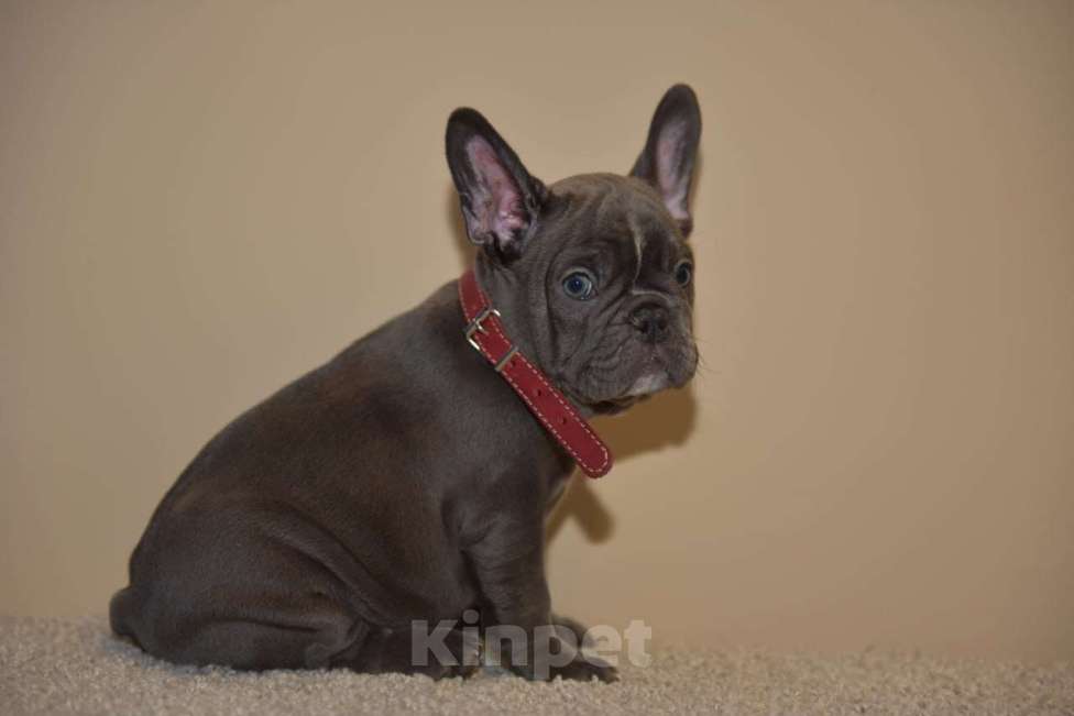 Собаки в Москве: Девочка голубая Девочка, 75 000 руб. - фото 3