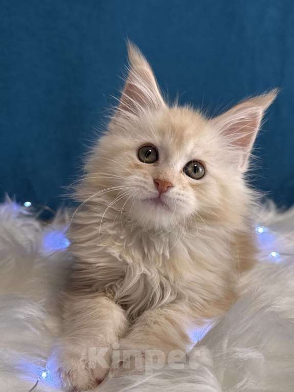 Кошки в Москве: Мальчик шадед линий Мальчик, 75 000 руб. - фото 3