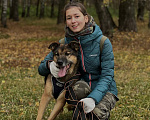 Собаки в Москве: Крупный добряк Мальчик, Бесплатно - фото 4