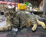 Кошки в Москве: Пропал толстый кот Мальчик, 20 000 руб. - фото 1