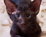 Кошки в Санкт-Петербурге: Ориентальные котёнок котик коричневый Мальчик, 35 000 руб. - фото 3