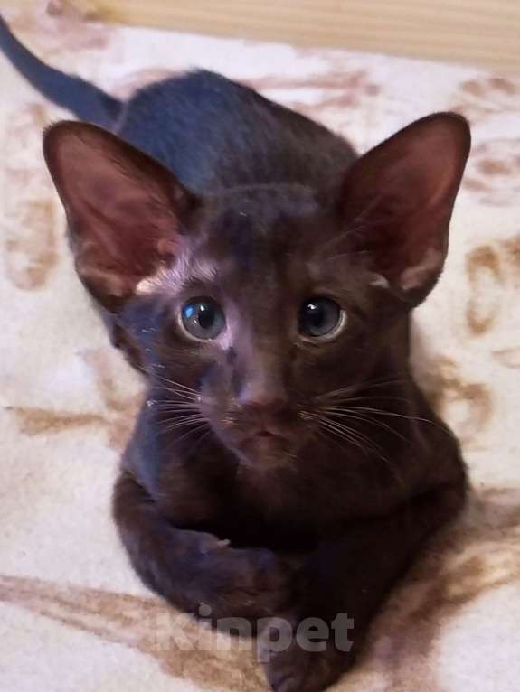 Кошки в Санкт-Петербурге: Ориентальные котёнок котик коричневый Мальчик, 35 000 руб. - фото 3