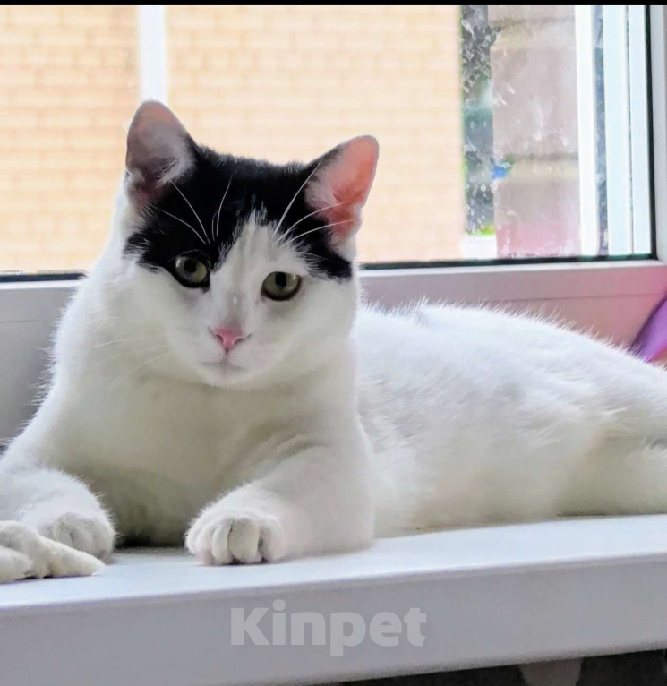 Кошки в Москве: Котик Федя ищет семью! Мальчик, Бесплатно - фото 3