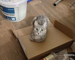 Кошки в Чебоксарах: Пропала кошка Девочка, Бесплатно - фото 3
