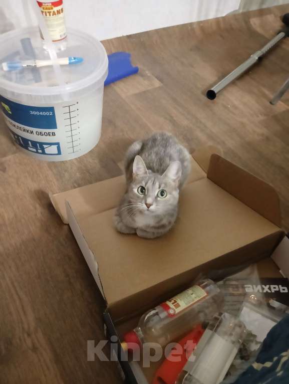 Кошки в Чебоксарах: Пропала кошка Девочка, Бесплатно - фото 3