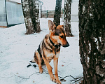 Собаки в Видном: Фабия. Робкая девочка-подросток в поисках дома и семьи. Девочка, Бесплатно - фото 1