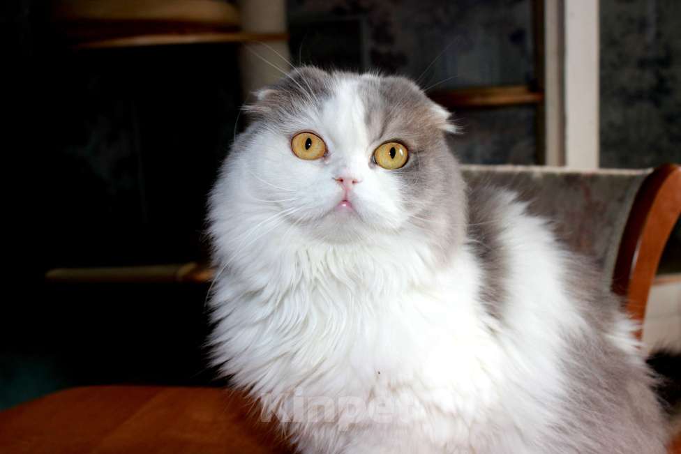 Кошки в Санкт-Петербурге: Шотландская кошечка Девочка, Бесплатно - фото 2