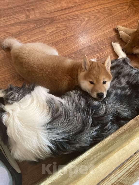 Собаки в других городах Ленинградской области: Сиба ину Девочка, Бесплатно - фото 1