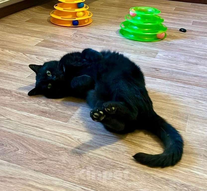 Кошки в Санкт-Петербурге: Тоша ищет дом. Стерилизован Мальчик, Бесплатно - фото 4