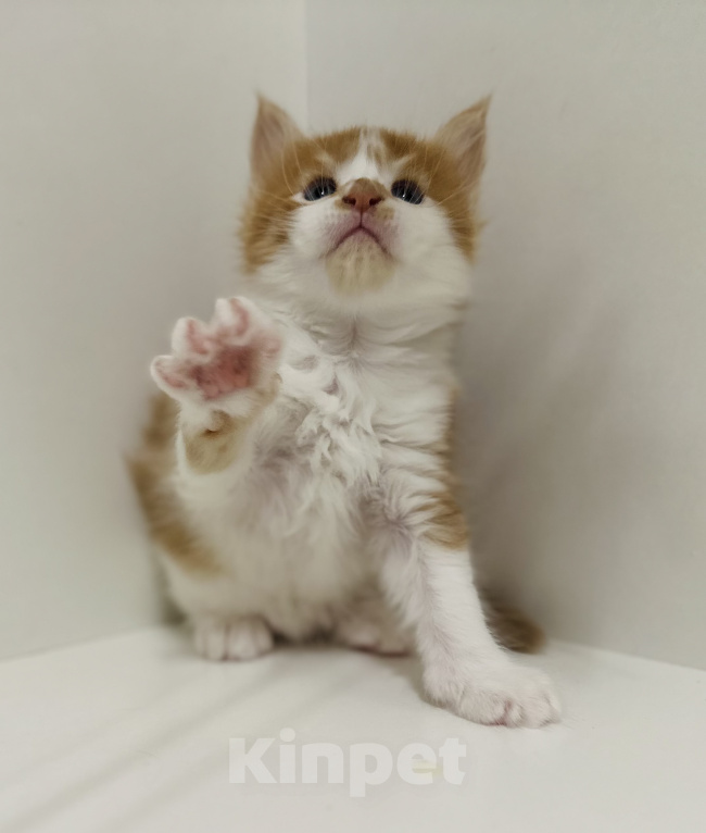 Кошки в Москве: Котята мейн кун Девочка, 60 000 руб. - фото 3