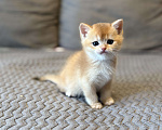 Кошки в Москве: Котенок британский. Мальчик  Мальчик, 18 000 руб. - фото 1