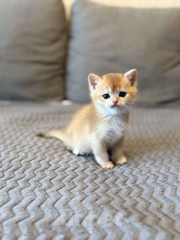 Кошки в Москве: Котенок британский. Мальчик  Мальчик, 18 000 руб. - фото 1