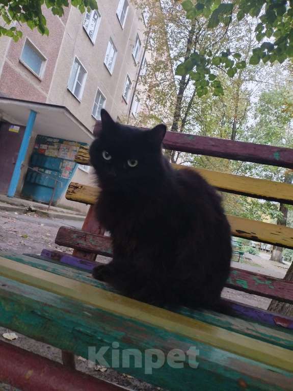 Кошки в других городах Ставропольского края: Молодая кошечка в добрые руки  Девочка, Бесплатно - фото 3