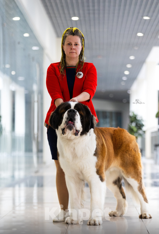 Собаки в Серове: Кобель Сенбернар Мальчик, 150 000 руб. - фото 4