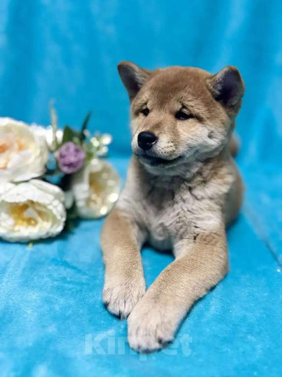 Собаки в Электрогорске: Щенки Сиба Ину Мальчик, 45 000 руб. - фото 6