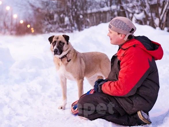 Собаки в Москве: Ханна хочет домой Девочка, Бесплатно - фото 3