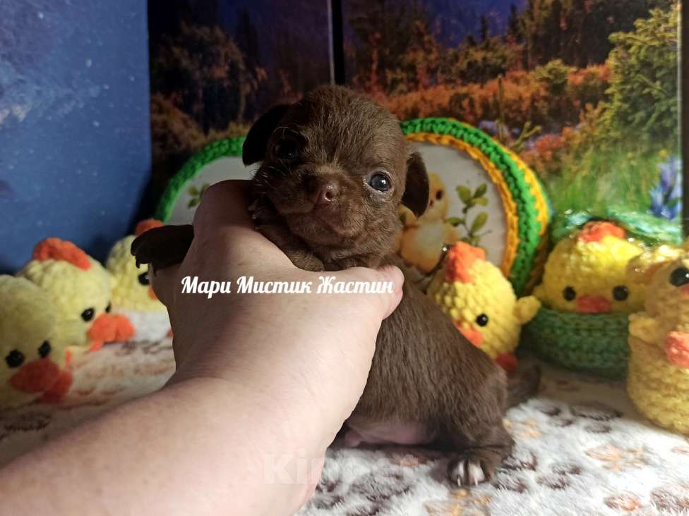Собаки в Санкт-Петербурге: Жастин короткошерстный чихуахуа шоколадного окраса Мальчик, 50 000 руб. - фото 2