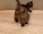 Кошки в Москве: Котенок с короткими лапками Разнополые, 29 900 руб. - фото 2