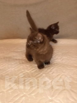 Кошки в Москве: Котенок с короткими лапками Разнополые, 29 900 руб. - фото 2