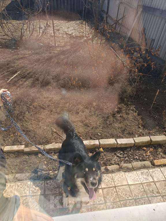 Собаки в других городах Волгоградской области: Немечкая овчарка-хаска Девочка, Бесплатно - фото 3