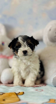 Девочка бивер терьера в поисках своей лучшей семьи 