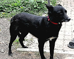 Собаки в Москве: Грустная небольшая  собачка Бритни ищет свою семью Девочка, Бесплатно - фото 6