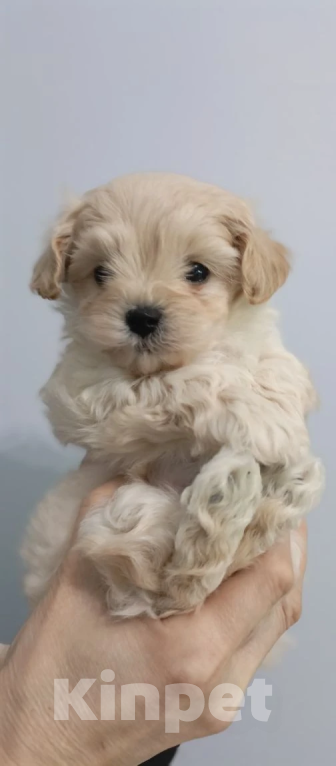 Собаки в Краснодаре: Детки мальтипу F1 Разнополые, Бесплатно - фото 2