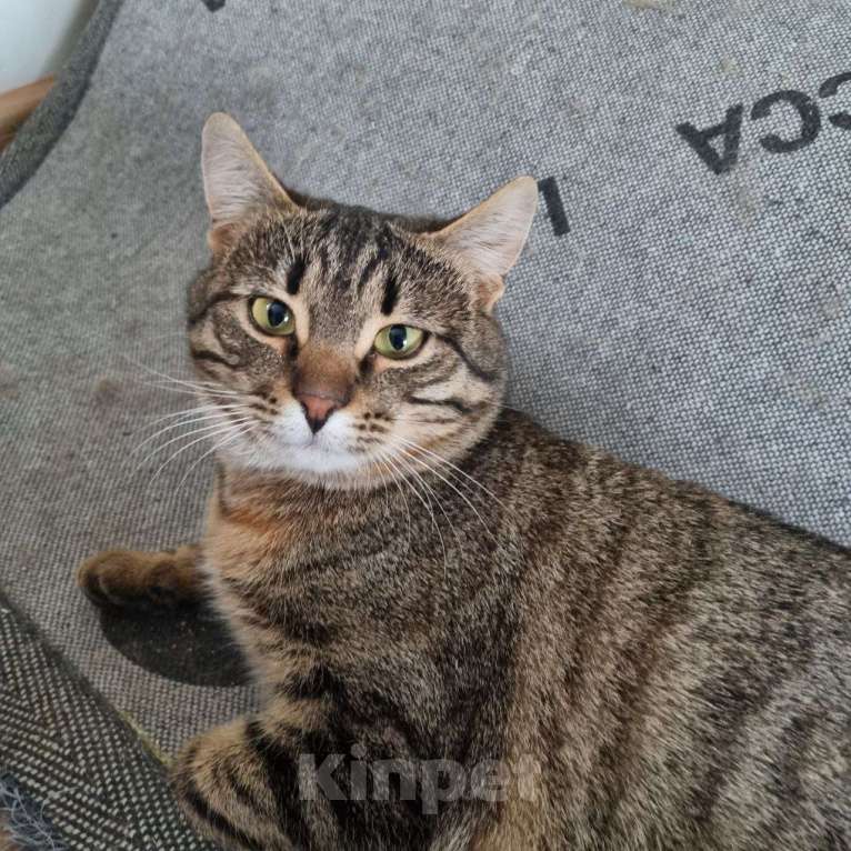 Кошки в Москве: Кошка Девочка, Бесплатно - фото 1