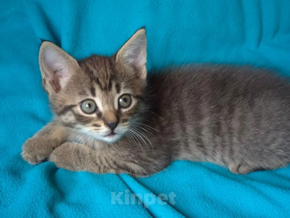 Кошки в Москве: Котеночек Труша ищет дом! Девочка, Бесплатно - фото 5