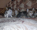 Кошки в Уфе: Продаются котята Девочка, 500 руб. - фото 1