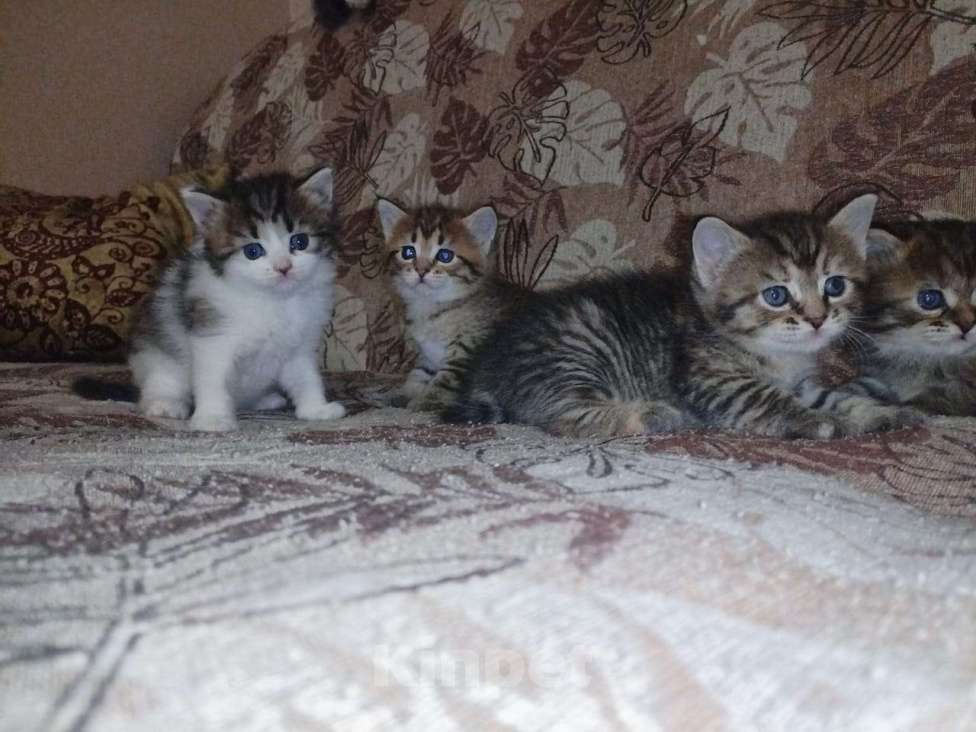 Кошки в Уфе: Продаются котята Девочка, 500 руб. - фото 1