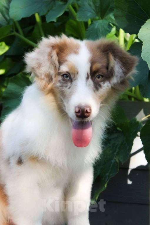 Собаки в Москве: Щенки Австралийской овчарки Мальчик, 65 000 руб. - фото 2