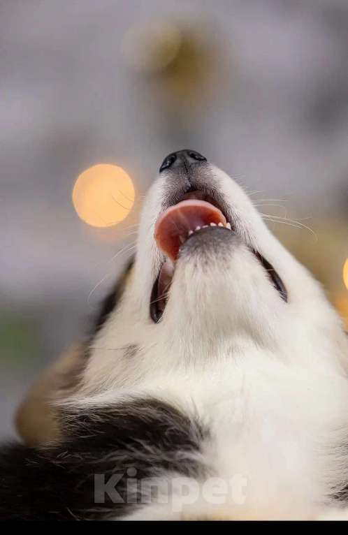 Собаки в Раменском: IZ IMPERII ADAMANT 🐾🐾🐾 Девочка, 95 000 руб. - фото 3