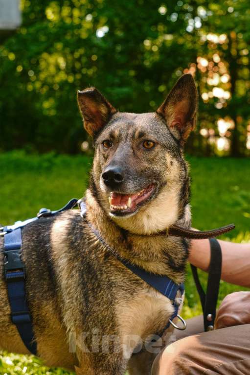 Собаки в Санкт-Петербурге: Мэй из приюта в добрые руки Девочка, Бесплатно - фото 4