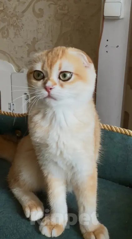 Кошки в Москве: Джинни Девочка, 50 000 руб. - фото 1