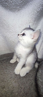 Серебристая шиншилла скоттиш-страйт мальчик 2