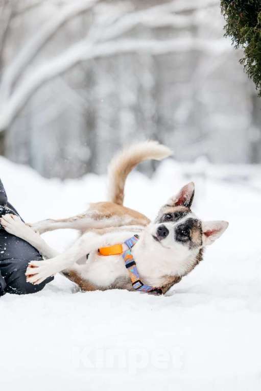 Собаки в Москве: Яркая Рина ищет дом Девочка, Бесплатно - фото 8