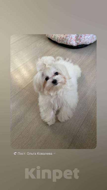 Собаки в Новокузнецке: Мальтезе милашка мальчик Мальчик, 37 000 руб. - фото 2