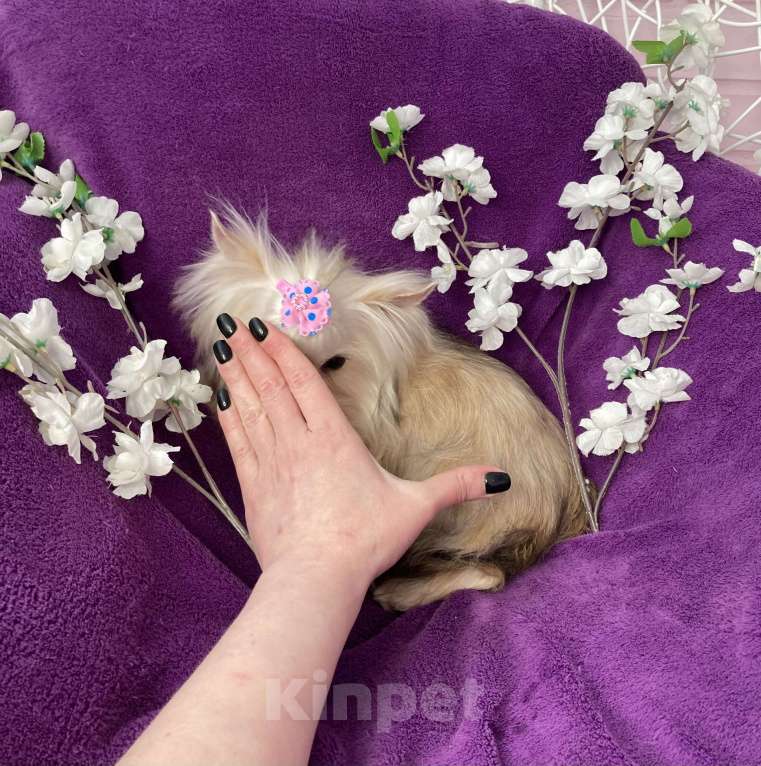 Собаки в Москве: Золотой йорк мини девочка подрощенная Девочка, 80 000 руб. - фото 6