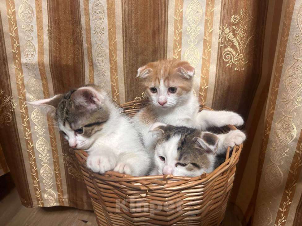 Кошки в Санкт-Петербурге: Британская вислоухая Девочка, 7 000 руб. - фото 3