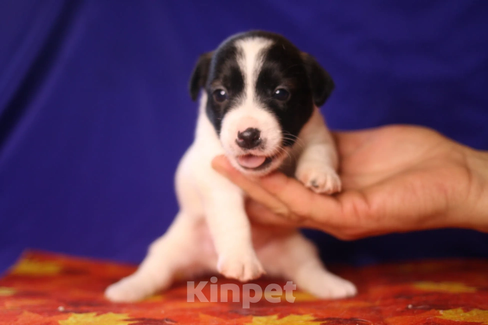 Собаки в Всеволожске: Щенок дрт девочка гладкая бело черная Девочка, 50 000 руб. - фото 1