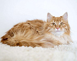 Кошки в Рязани: Рыжие котята, Бесплатно - фото 10