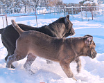Собаки в других городах Ярославской области: Кане корсо. Мощная девочка. Девочка, 80 000 руб. - фото 9