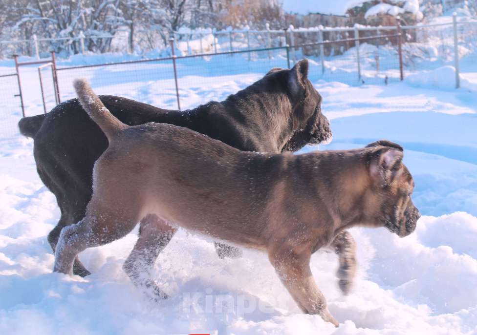 Собаки в других городах Ярославской области: Кане корсо. Мощная девочка. Девочка, 80 000 руб. - фото 9