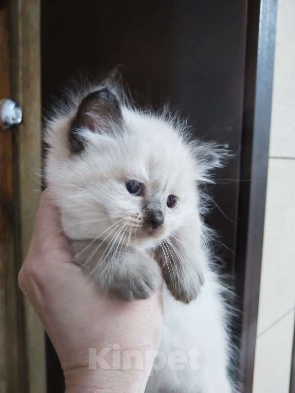 Кошки в Саратове: Продам котят Девочка, 5 000 руб. - фото 2